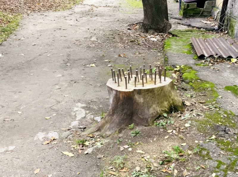 Арт-перформанс: що за дивний пеньок з цвяхами в центрі Запоріжжя